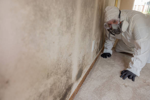 Best Mold Damage Restoration  in Richmond, IL